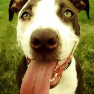 Meet your Posher, Shelby